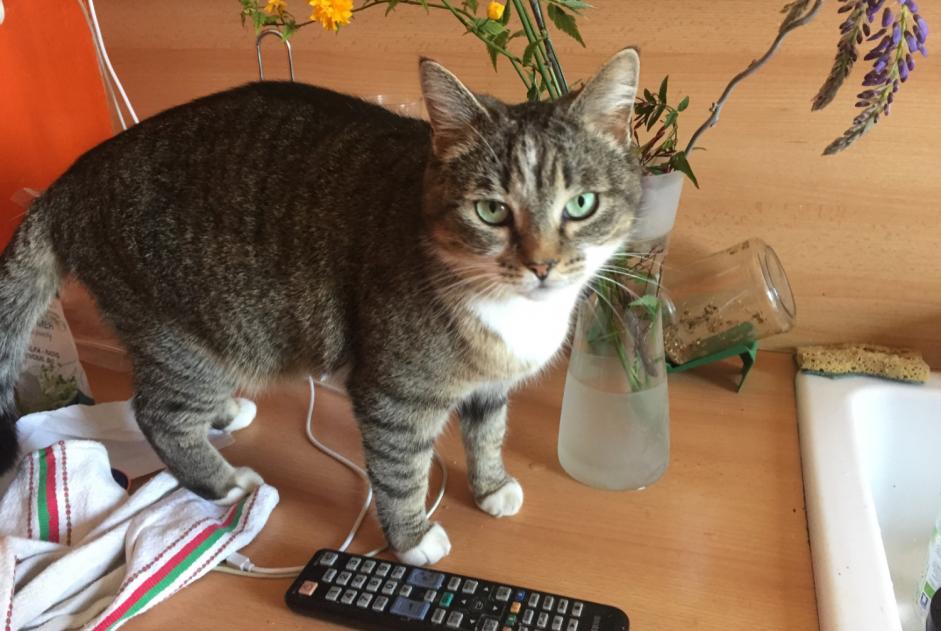Alerte Disparition Chat Femelle , 2025 ans Nîmes France Alerte Disparition Chat Femelle , 2025 ans Nîmes France