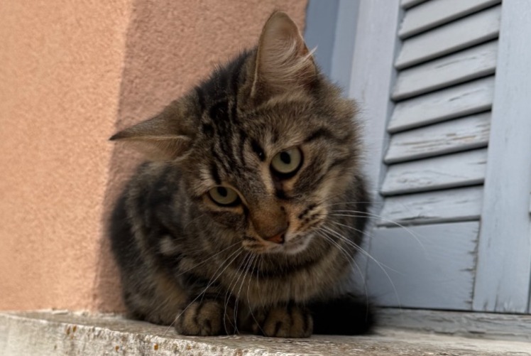 Alerte Découverte Chat Femelle Nîmes France Alerte Découverte Chat Femelle Nîmes France