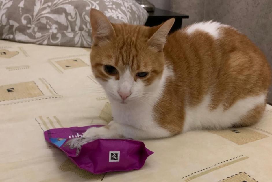 Alerte Disparition Chat croisement  Mâle , 4 ans Tavel France
