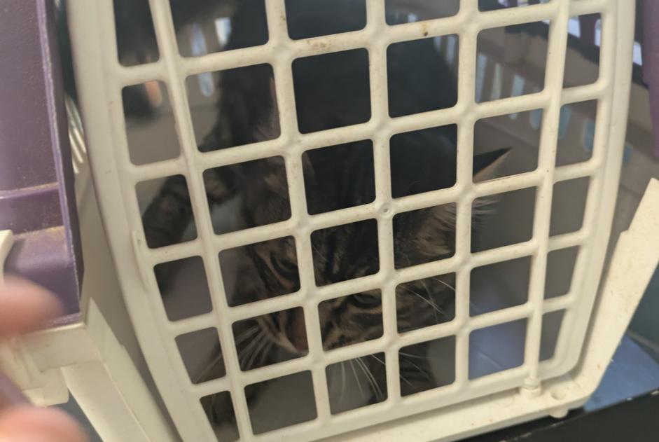 Avviso Ritrovamento Gatto Maschio Bernis Francia Avviso Ritrovamento Gatto Maschio Bernis Francia