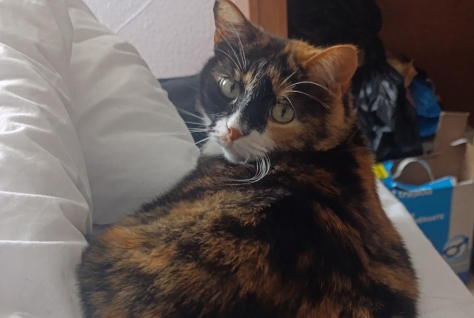 Avviso scomparsa Gatto incrocio di razze Femmina , 7 anni Nîmes Francia Avviso scomparsa Gatto incrocio di razze Femmina , 7 anni Nîmes Francia