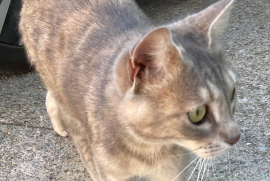 Alerta descoberta Gato Desconhecido Uzès France Alerta descoberta Gato Desconhecido Uzès France
